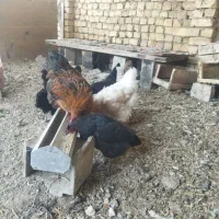 تعدادی مرغ جوان درجه یک
