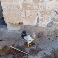 سلام خروس یکسال   سالم   هیکلی درشت