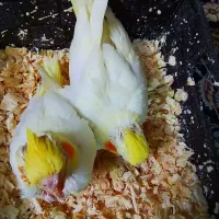 فروش|پرنده|تهران, خرمشهر|دیوار