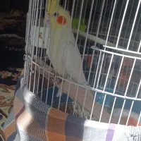 فروش عروس هلندی نر