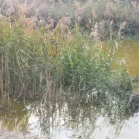 تور ماهیگیری پرتابی نخی