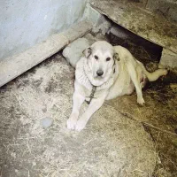 سگ ماده پژدر عراقی|سگ|رودسر, |دیوار