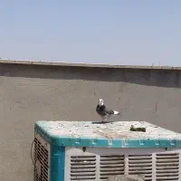 کفتر یکجا|پرنده|قم, جمکران|دیوار