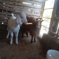 بزغاله ماده فروشی|حیوانات مزرعه|اسلامیه, |دیوار