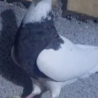 طوقی.زیره.سرکه ای ماده.