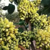 کود ۱۰۰٪ ارگانیک|خدمات باغبانی و درختکاری|مشهد, موسوی قوچانی|دیوار