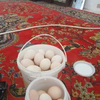 تخم مرغ نطفه داری تخم بقلمون