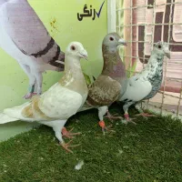 کفتر رنگی ،آلمانی( خراسان جنوبی)