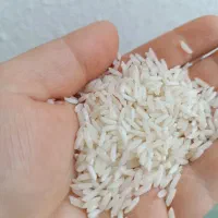 برنج محلی هاشمی