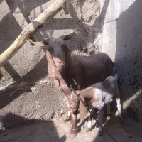 یک بز و دو کهره