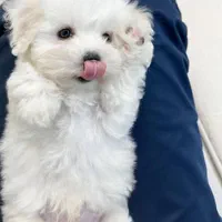 توله سگ لهاساپسو تبتی|سگ|تهران, جنتآباد جنوبی|دیوار