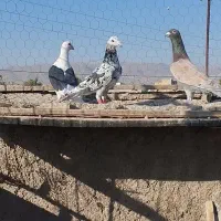 کبوتر پلاکی|پرنده|فسا, |دیوار