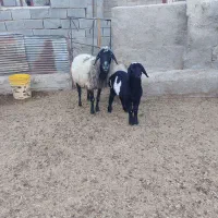 میش بردار دوبر و بره ۹ماه هترو