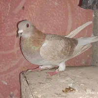 تکپر و دورگ کبوتر مال علی آباد|پرنده|خان ببین, |دیوار