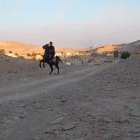 نریون درشت  همه قیمت همه نژاد