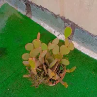 کاکتوس گل آپارتمانی اپونتیا تیغ ریز سن و سال دار|گل و گیاه طبیعی|تهران, مسعودیه|دیوار
