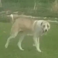 واگذاری ماچه خراسانی پلنگی