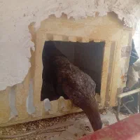 مرغ محلی تخم گذار