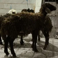 بره|حیوانات مزرعه|بروجرد, |دیوار