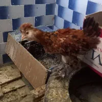 جوجه خروس برهما