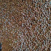 عناب دارویی