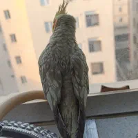 فروش عروس هلندی یکجا باهم|پرنده|رودهن, |دیوار