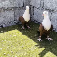 دو جفت کله سفید درجه یک