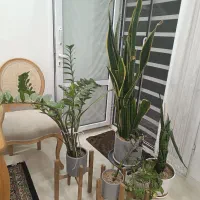 فروش گل های آپارتمانی