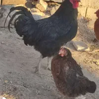 خروس تمام مشکی برای کشتن