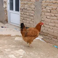 مرغ|مجسمه، تندیس، ماکت|بیجار, |دیوار