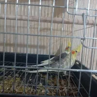 عروس هلندی مولد|پرنده|قرچک, میرزائی جنوبی|دیوار