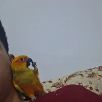 طوطی خورشیدی معاوضه|پرنده|ری, شهرک نظامی|دیوار