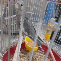 جوجه عروس|پرنده|آران و بیدگل, |دیوار