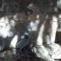 ستا سار عالی فروشی|پرنده|طبس, |دیوار