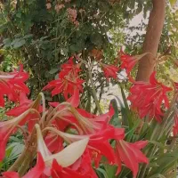 استخدام وکاریابی
