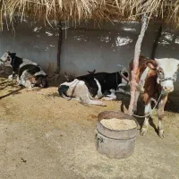 گاو