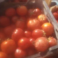 فروش گوجه ربی