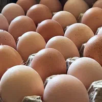 تخم مرغ بومی|خوردنی و آشامیدنی|فرخشهر, |دیوار