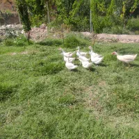سیکا.اردک.مرغابی