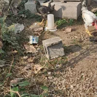 خروس محلی گردن لختی و دو عدد مرغ لاری|حیوانات مزرعه|کلاچای, |دیوار