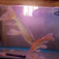 فروش دو عدد ماهی کوی