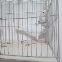 طوق سور کلاهی|پرنده|کرمان, |دیوار