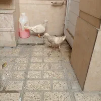 کفتریک جفت سارشکلاتی وساده کاکلی