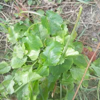 چوچاق محلی