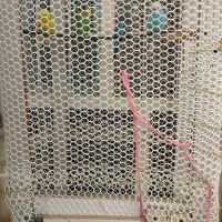 چهار عدد مرغ عشق|پرنده|دهلران, |دیوار