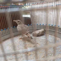 قناری|پرنده|بروجن, |دیوار