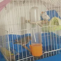 مرغ عشق فنچ|پرنده|نورآباد, |دیوار