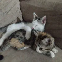 گربه