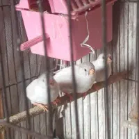 فنچ و مرغ عشق|پرنده|جوانرود, |دیوار