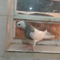 جوجه طوق الماسی عتیقه|پرنده|یاسوج, |دیوار